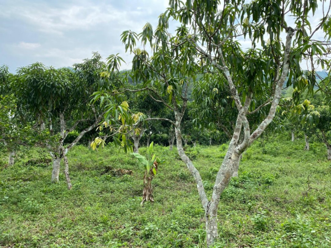 Anapoima-La Mesa, La Mesa, Cundinamarca, Colombia 5